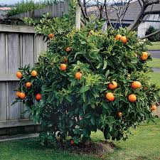 Citrus Sinensis ‘Arnold Blood Dwarf’ (Orange)