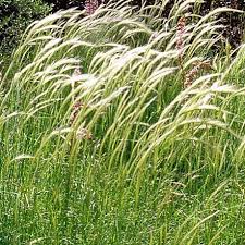 Dichelachne Crinita (Long Hair Plume Grass)