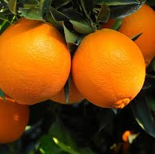 Citrus Sinensis ‘Washington Navel’ (Orange) Grafted