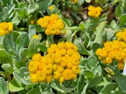 Chrysocephalum Apiculatum (Mallee Buttons)