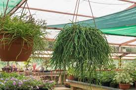 Rhipsalis Baccifera (Mistletoe Cactus)
