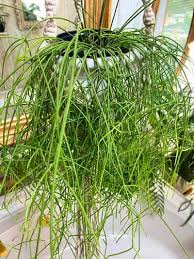 Rhipsalis Campos-Portoana (Hanging Baskets)