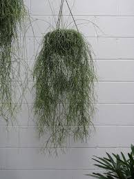 Rhipsalis Campos-Portoana (Hanging Baskets)