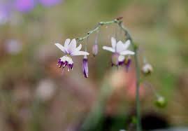 Arthropodium Milleflorum (Vanilla Lily)