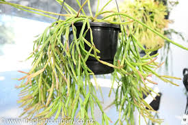 Rhipsalis Sulcata (Hanging Baskets)