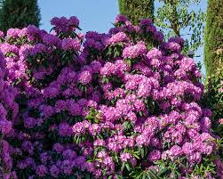 Rhododendron Elegans (Rhododendron)