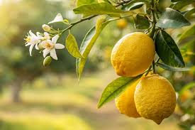 Citrus Limon ‘Eureka Seedless’ (Lemon)