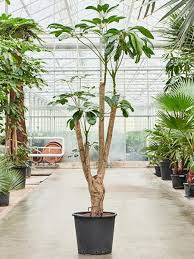 Schefflera actinophylla ‘Amate’ (Umbrella Tree)