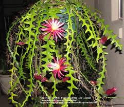 Selenicereus Anthonyanus (Ric Rac Cactus)