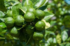 Citrus Aurantifolia ‘Indonesian’ (Lime Indonesian) Grafted