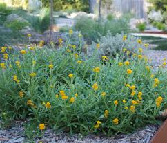 Chrysocephalum Apiculatum (Mallee Buttons)