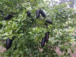 Citrus Australasica ‘Judys Everbearing’ (Finger Lime)