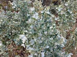 Atriplex Nummularia (Old Man Saltbush)