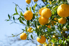 Citrus Junos (Yuzu)