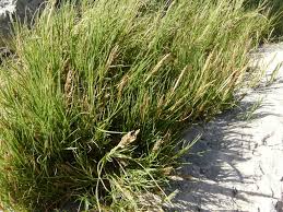 Sporobolus Virginicus (Marine Couch Grass)