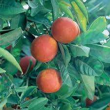 Citrus Sinensis ‘Arnold Blood Dwarf’ (Orange)