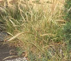 Dichelachne Micrantha (Short-Hair Plume Grass)
