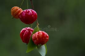 Eugenia Uniflora (Brazilian Cherry)