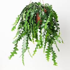 Selenicereus Anthonyanus (Hanging Baskets)