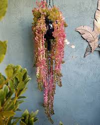 Senecio Jacobsenii (Weeping Jade)