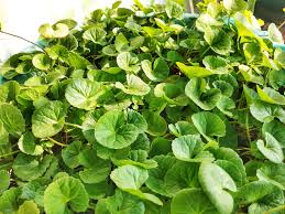 Centella asiatica (Arthritis Herb Pennywort)