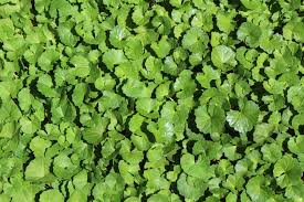 Centella asiatica (Arthritis Herb Pennywort)