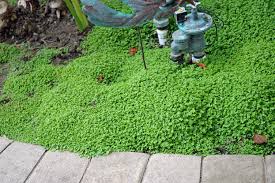 Soleirolia Soleirolii (Baby Tears)