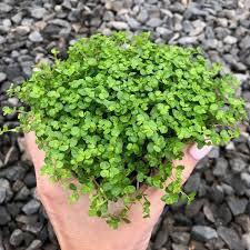 Soleirolia Soleirolii (Baby Tears)