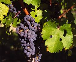 Vitis Vinifera (Grape Vine)