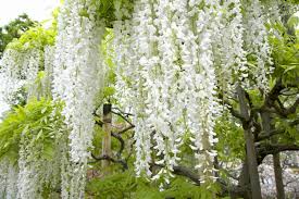 Wisteria Floribunda ‘Alba’ (Japanese Wisteria)
