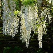Wisteria Floribunda 'Alba' (Japanese Wisteria) – Nursery Warehouse PTY LTD