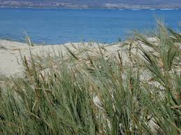 Sporobolus Virginicus (Marine Couch Grass)