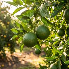 Citrus Latifolia ‘Tahitian’ (Lime Tahitian)