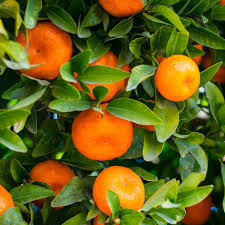 Citrus Sinensis ‘Arnold Blood’ (Orange Espaliers)