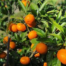 Citrus Reticulata ‘Imperial’ (Mandarin)