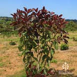 Photinia X Fraserii ‘Black Jack’ (Black Jack)