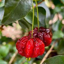 Eugenia Uniflora (Brazilian Cherry)