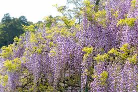 Wisteria Floribunda ‘Geisha’ (Japanese Wisteria)