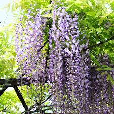 Wisteria Floribunda ‘Geisha’ (Japanese Wisteria)