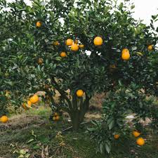 Citrus Sinensis ‘Navelina’ (Orange) Grafted