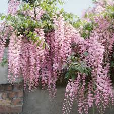 Wisteria Floribunda ‘Kuchi-Beni’ (Japanese Wisteria)