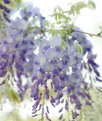 Wisteria Floribunda ‘Lawrence’ (Japanese Wisteria)