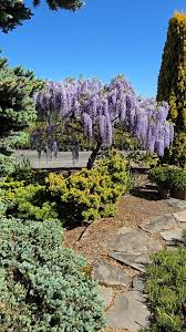 Wisteria Floribunda ‘Lawrence’ (Japanese Wisteria)