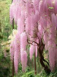 Wisteria Floribunda ‘Longissima Pink’ (Japanese Wisteria)