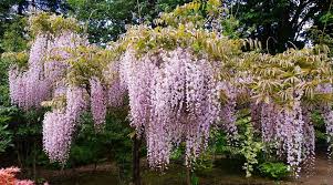 Wisteria Floribunda ‘Longissima Pink’ (Japanese Wisteria)