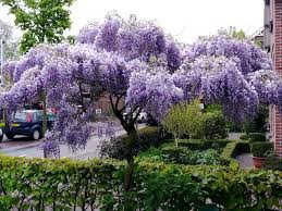 Wisteria Floribunda ‘Purple’ (Japanese Wisteria)