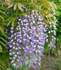 Wisteria Floribunda ‘Purple’ (Japanese Wisteria)