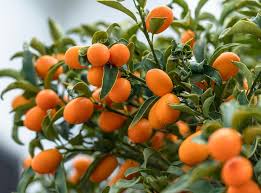 Citrus Japonica ‘Meiwa’ (Kumquat)