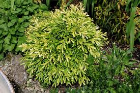 Buxus bodinieri (Shaggy Box)