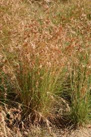 Themeda triandra (Kangaroo Grass)
